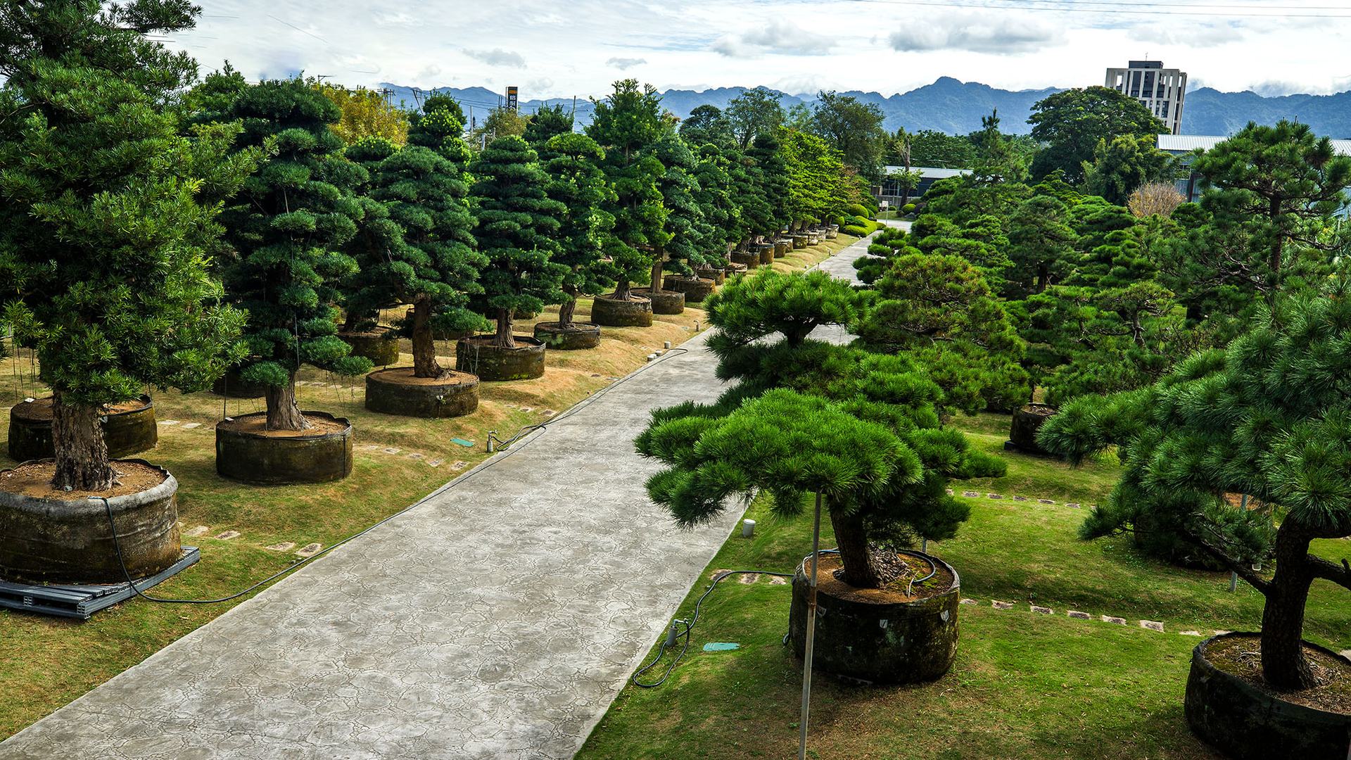松之林背景圖